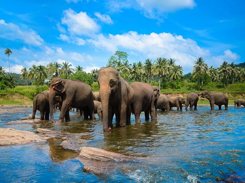 Pinnawala Elephant Orphanage